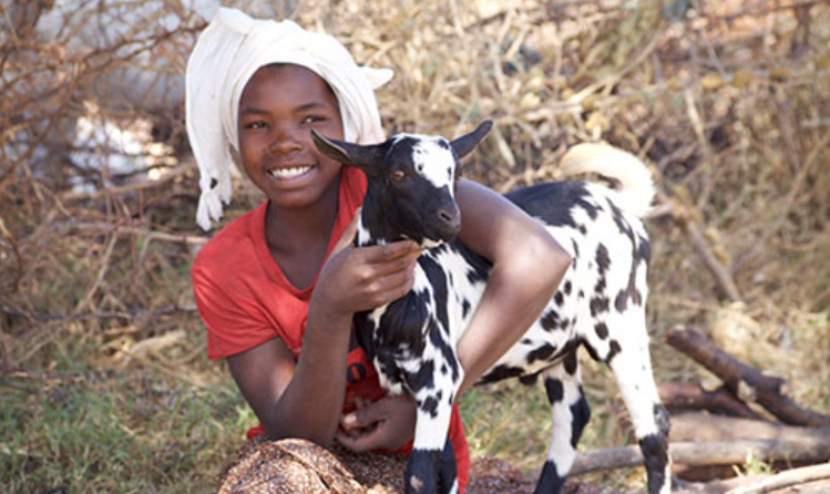 goat_farming_in_cameroon