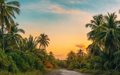 Can Ivory Coast’s Palm Oil be the Investment Spotlight?