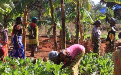 Mozambique 1 Sowing the Seeds for Success: Government Incentives to Invest in Agriculture in Mozambique