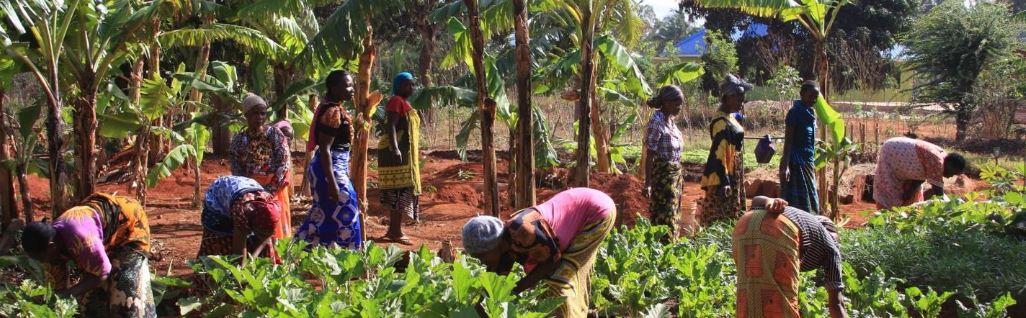 Sowing the Seeds for Success: Government Incentives to Invest in Agriculture in Mozambique