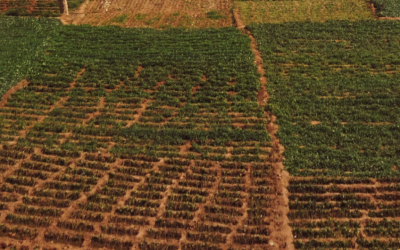 Mozambique 2 Small Farms, Big Impact: Investing in Smallholder Agriculture for a Prosperous Mozambique