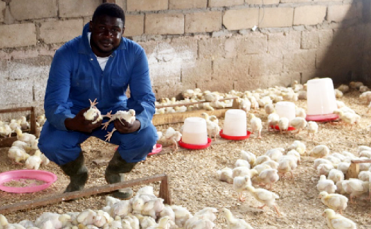 poultry farming in cameroon