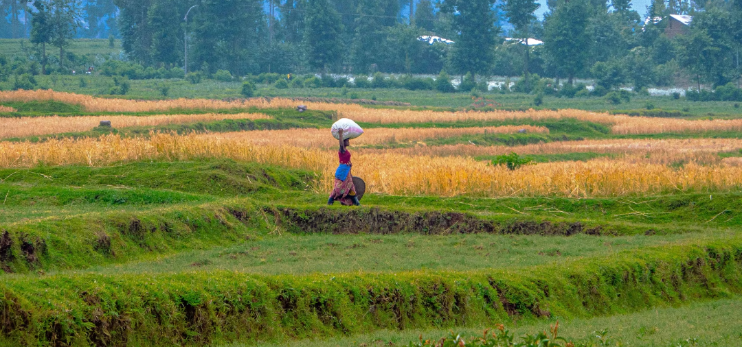 Rwanda’s Agricultural Revolution: A Fertile Ground for Unprecedented Growth and Investment