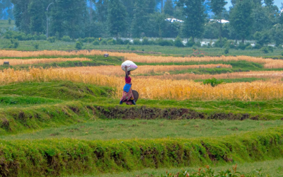 Rwanda’s Agricultural Revolution: A Fertile Ground for Unprecedented Growth and Investment