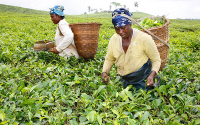 Learn Where to Invest: Highly Profitable Small Businesses In Cameroon That You Should Consider.