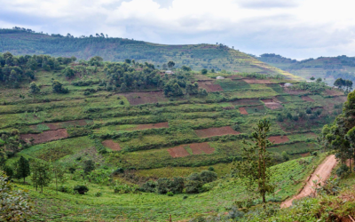 The Future of Farming in Uganda: A Look at Commercial Agriculture and Aquaculture