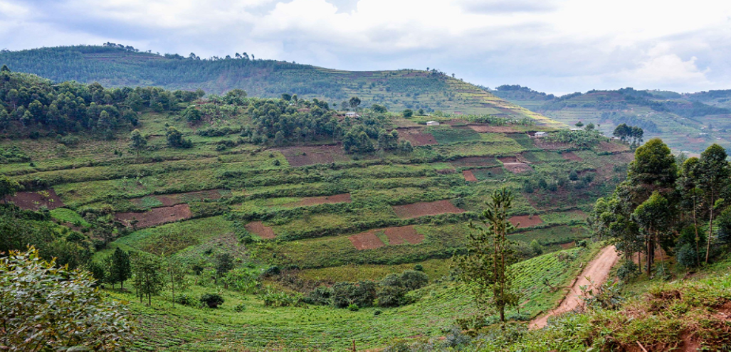 The Future of Farming in Uganda: A Look at Commercial Agriculture and Aquaculture