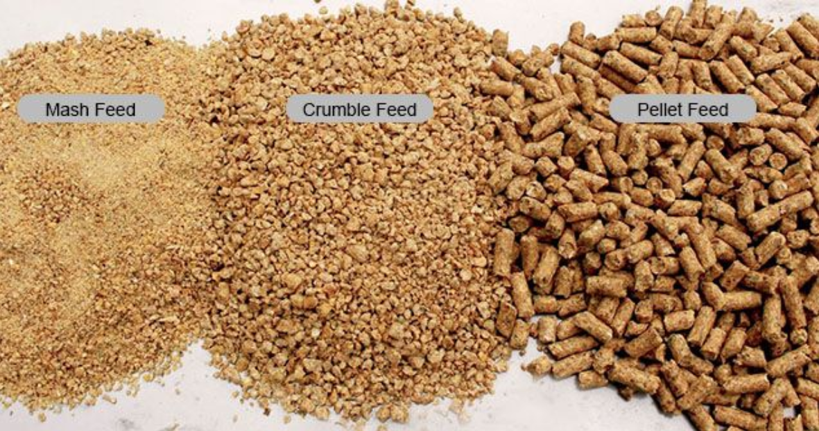 Three different types of poultry feed are displayed side by side: Mash Feed (finely ground and soft in texture), Crumble Feed (small, coarse pieces), and Pellet Feed (solid cylindrical pieces)
