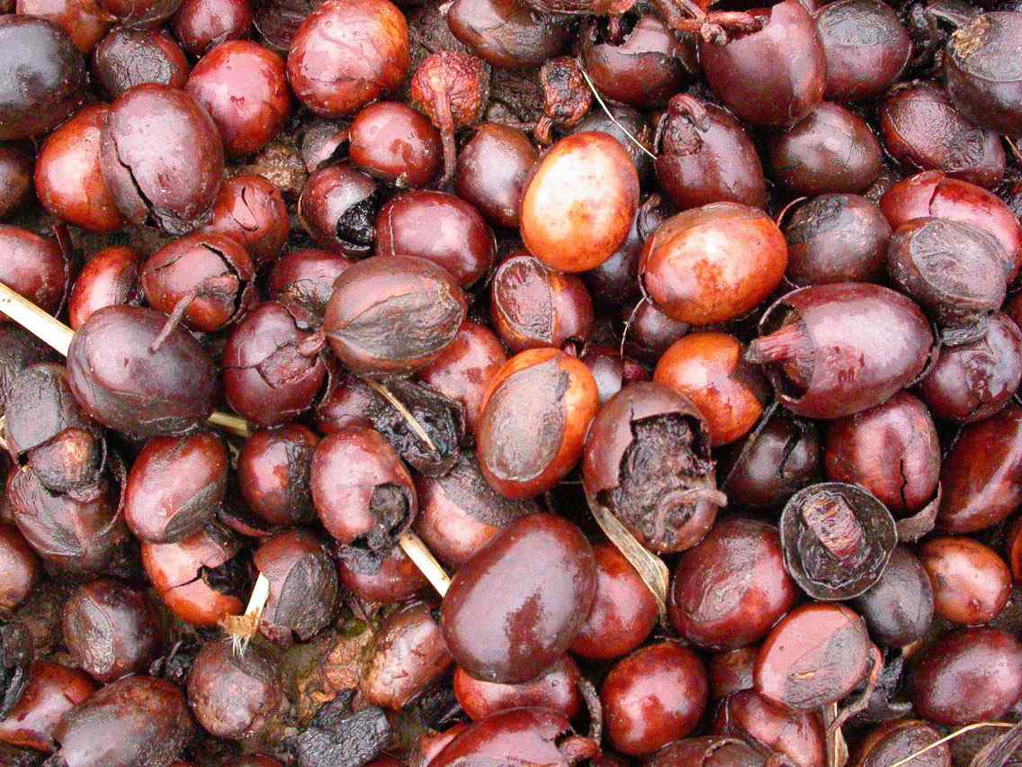 ingridients of shea butter