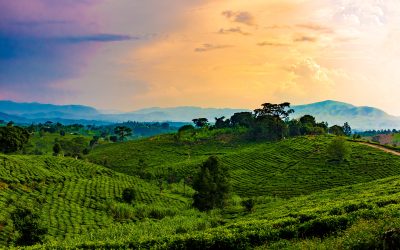 Uganda: The Pearl of Africa with Unfathomed Tourism Potential