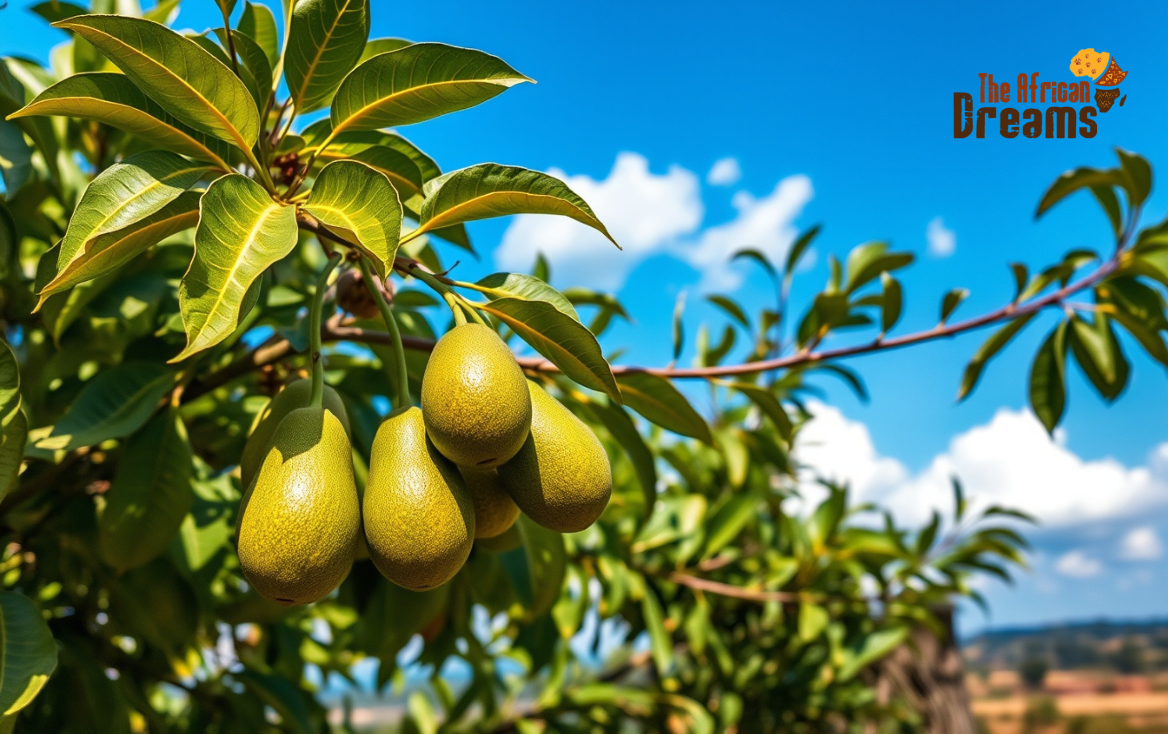 The Rise of Avocado Farming in Uganda Avocado In Tree