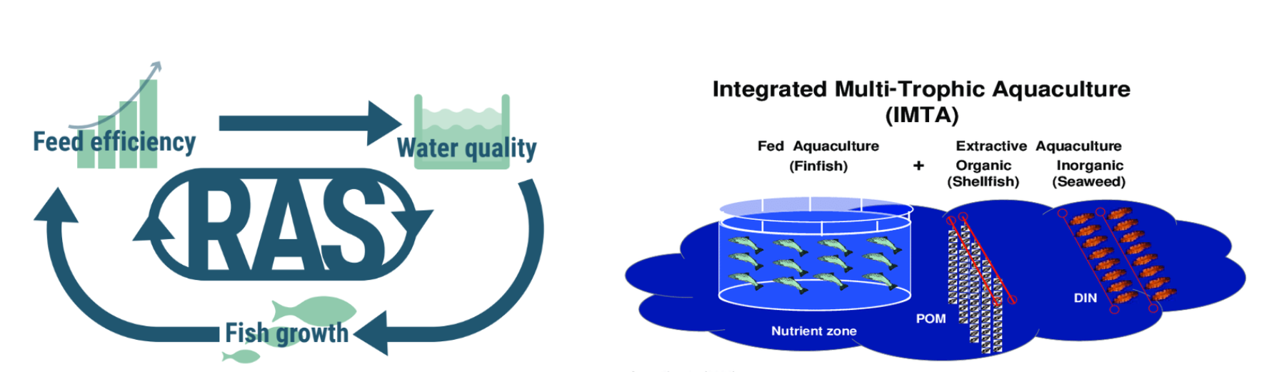 chart of IMTA for fish growth