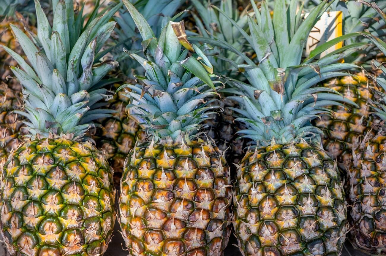Benin's Sugarloaf pineapple Benin's Sugarloaf pineapple