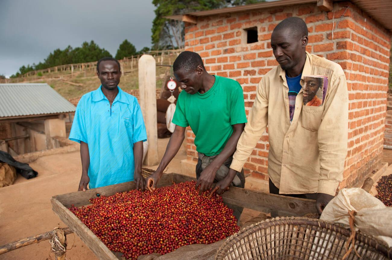 Coffee sorting Cows in a dairy farm, Uganda