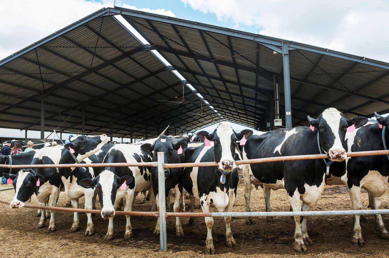Cows on a dairy farm, Uganda Cows in a dairy farm, Uganda