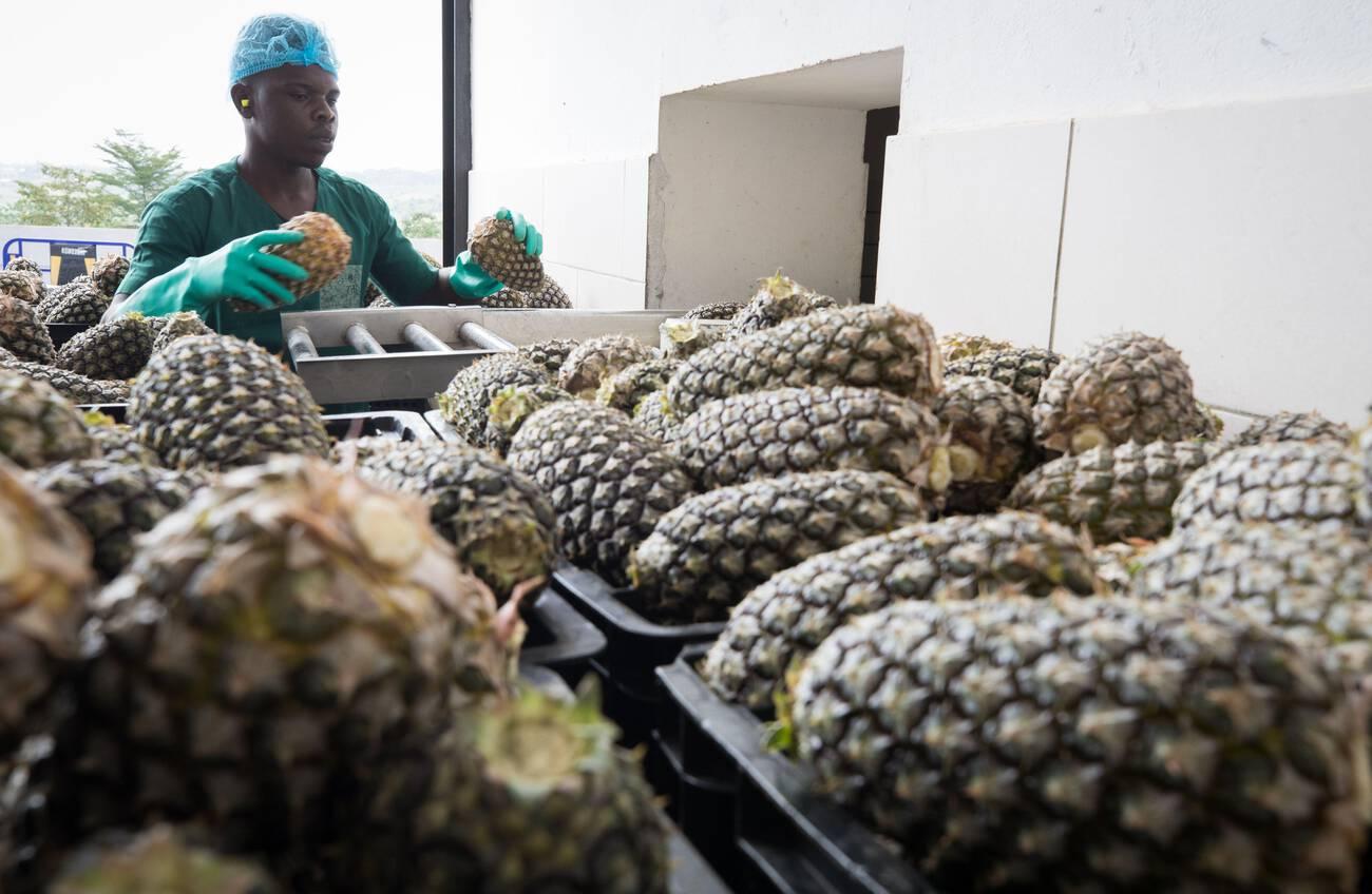 Illustration picture taken during a visit to factory processing pineapple Illustration picture taken during a visit to factory processing pineapple
