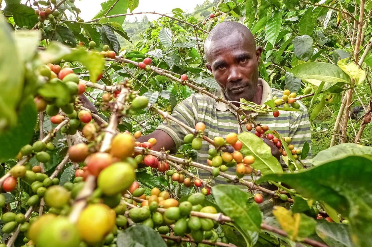 Innocent Lunyere, 42, grows coffee in the fields around his home in Muhanga, a village in Democratic Republic of Congo Innocent Lunyere, 42, grows coffee in the fields around his home in Muhanga, a village in Democratic Republic of Congo