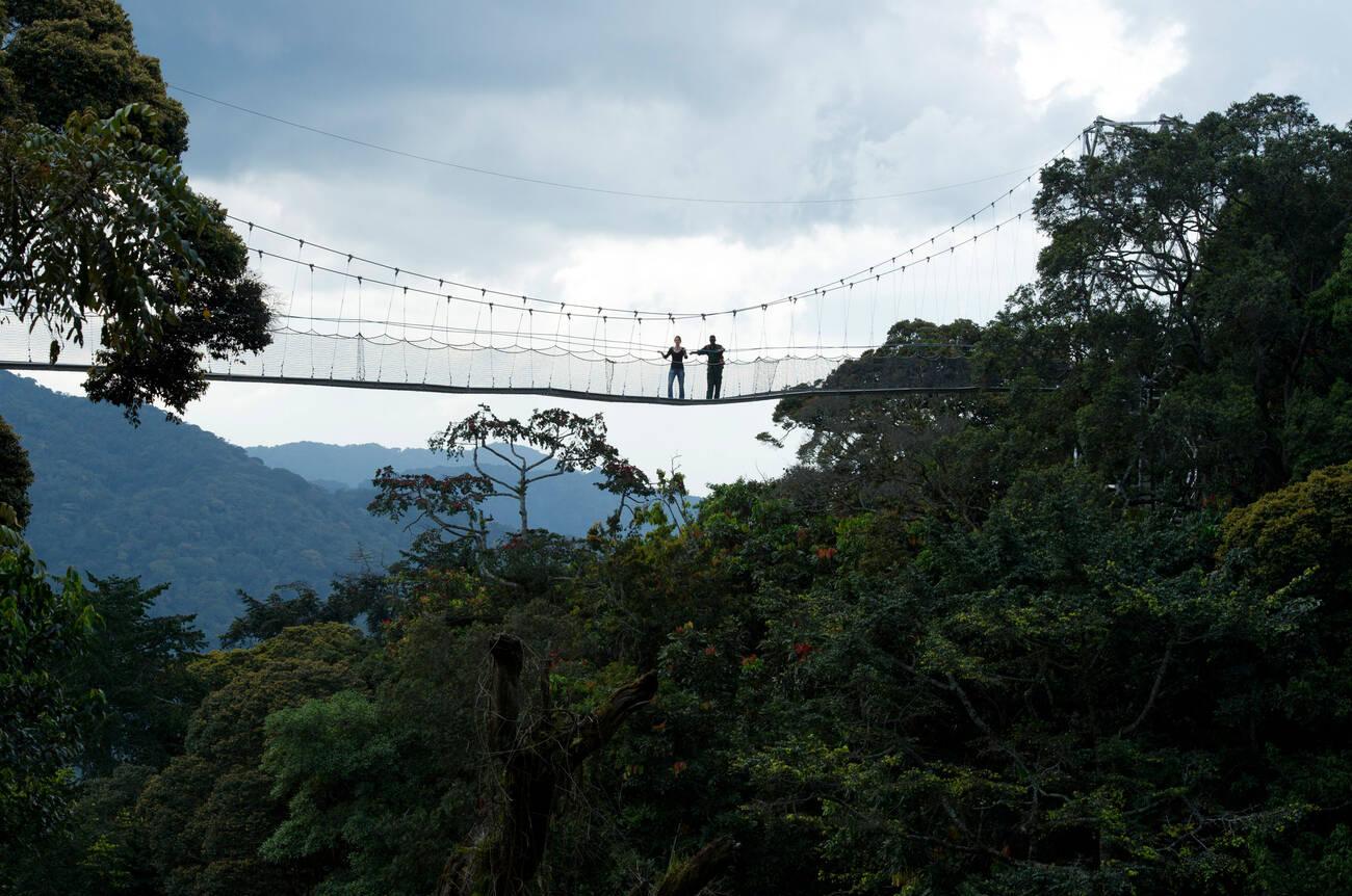 Nyungwe Canopy Walk, Nyungwe Forest National Park, Rwanda Nyungwe Canopy Walk, Nyungwe Forest National Park, Rwanda