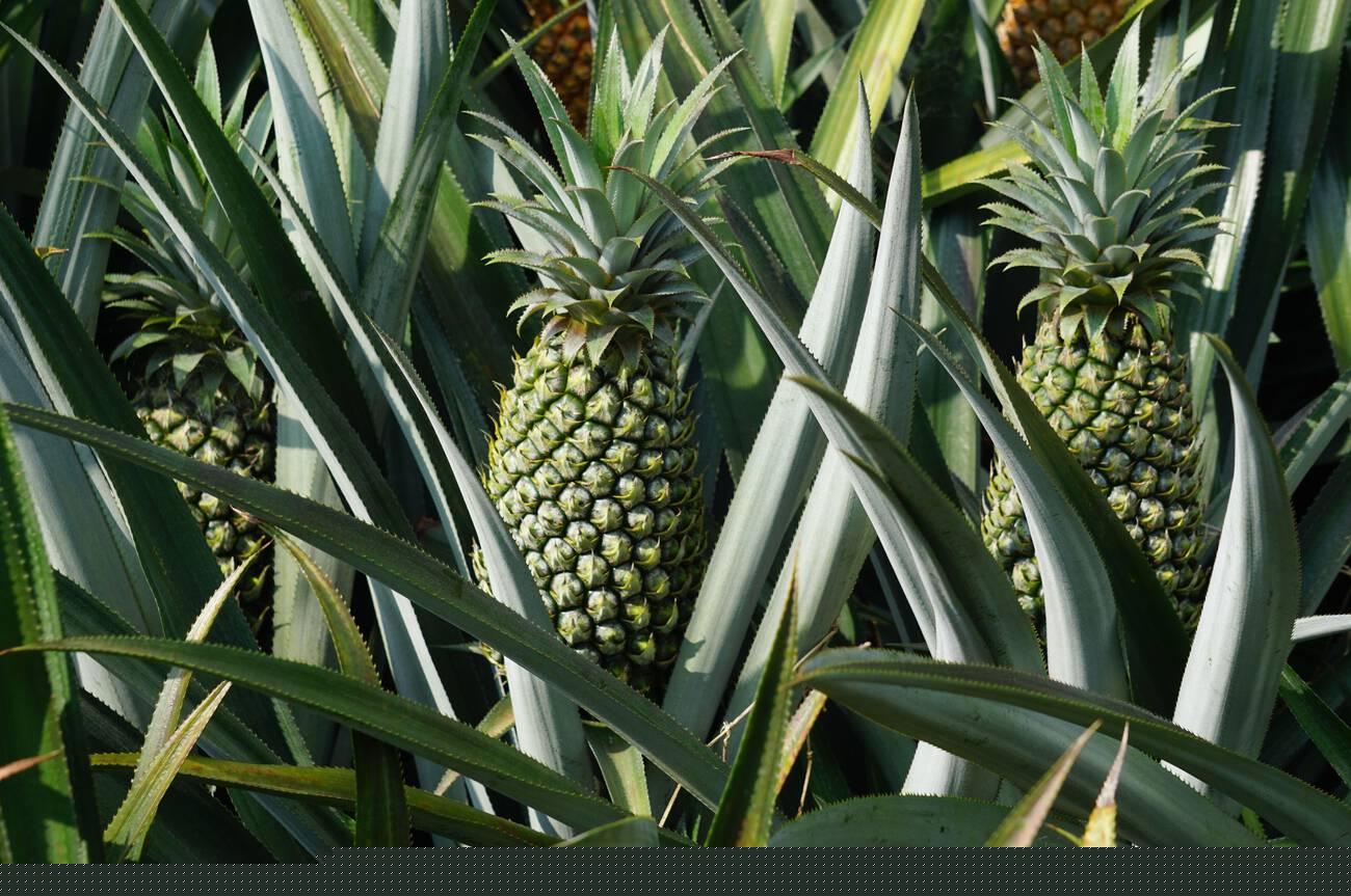 Pineapple tree (Ananas comosus) with a natural background Pineapple tree (Ananas comosus) with a natural background