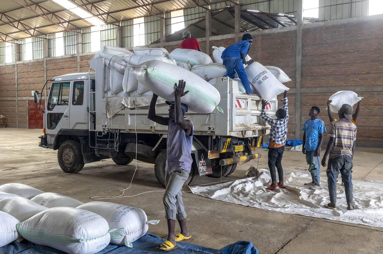 Unloading a truck carrying sacks of coffee cherries Unloading a truck carrying sacks of coffee cherries