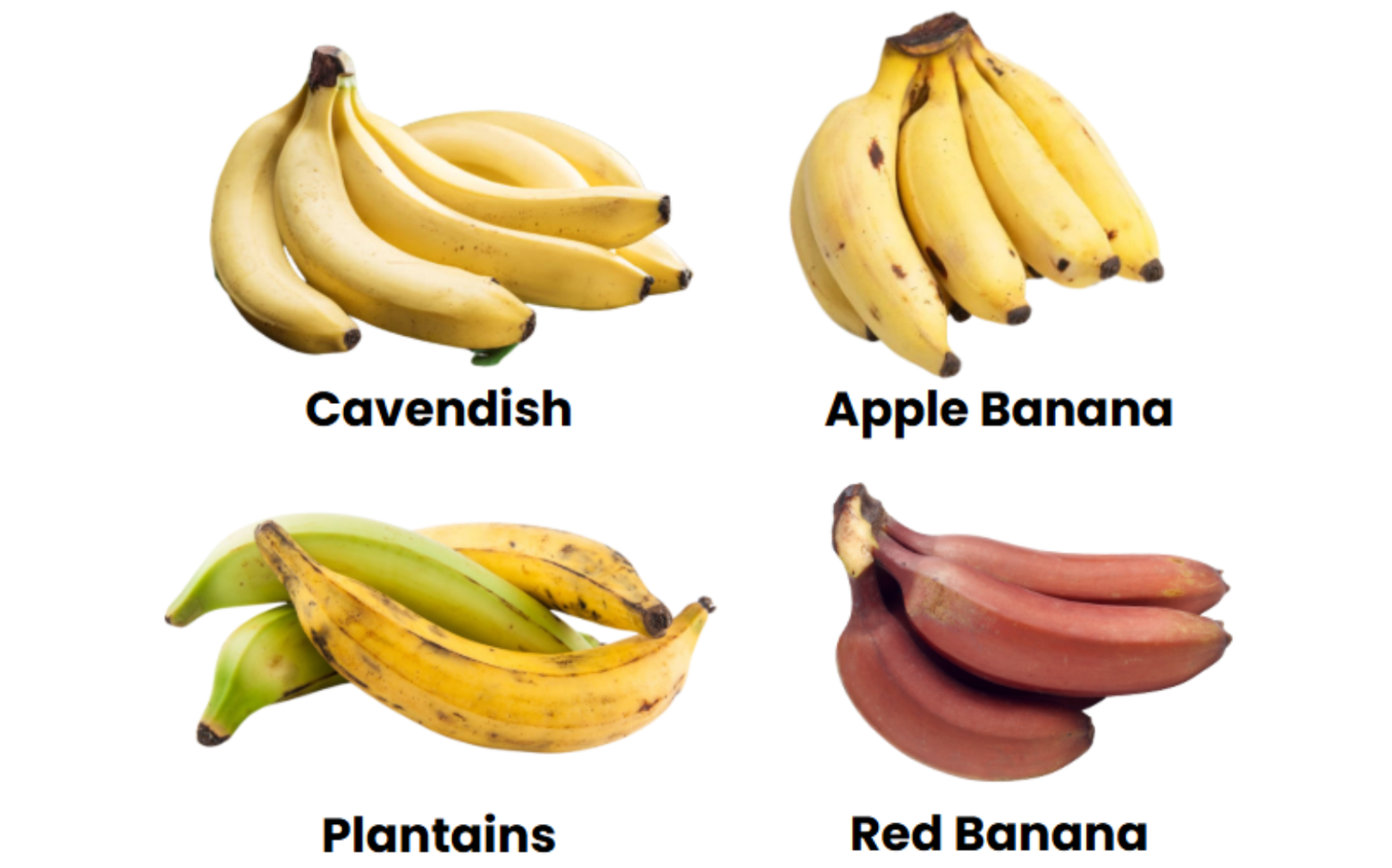 An image of the types of bananas grown in Kenya
