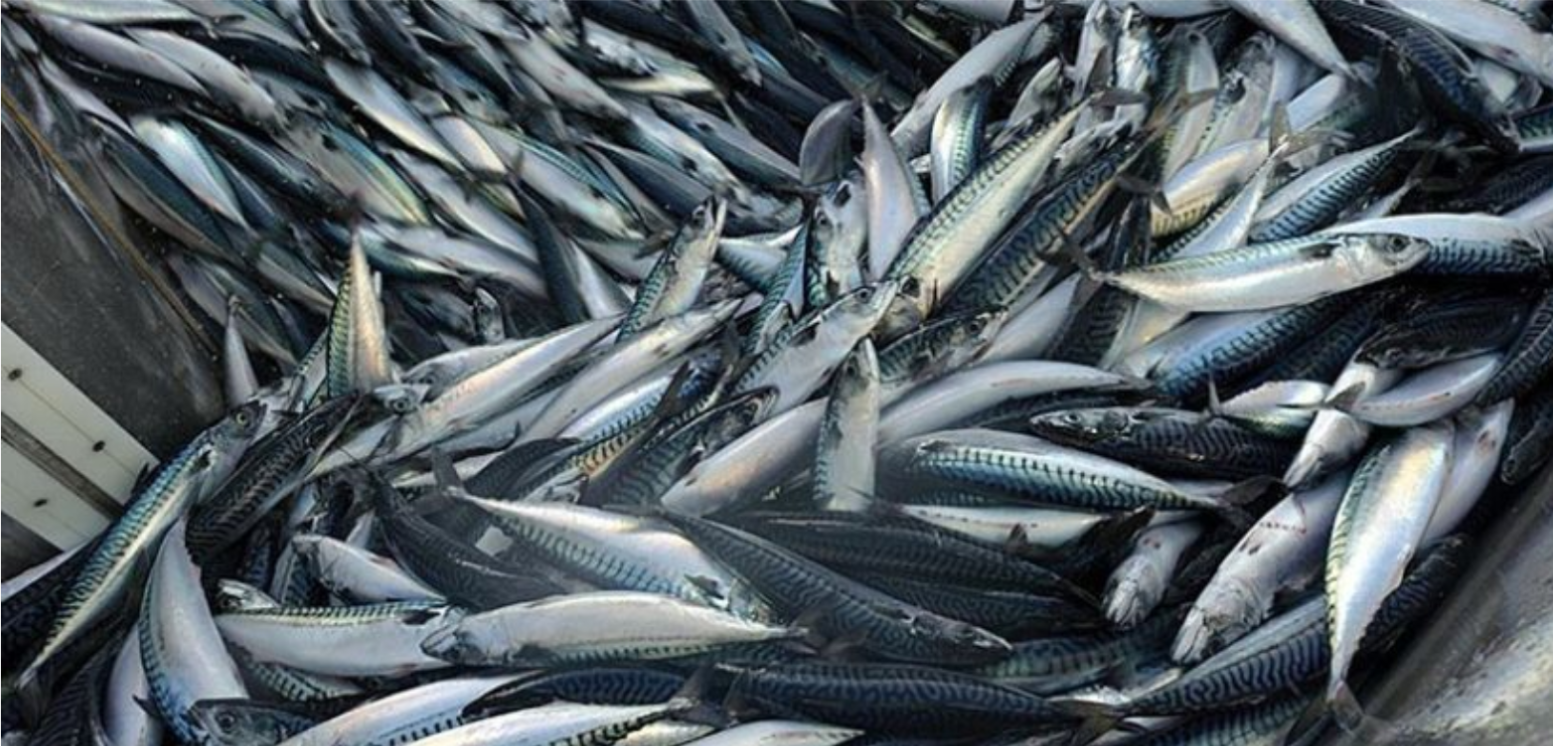 An image showing fish species that fall under the Pelagic Fishery