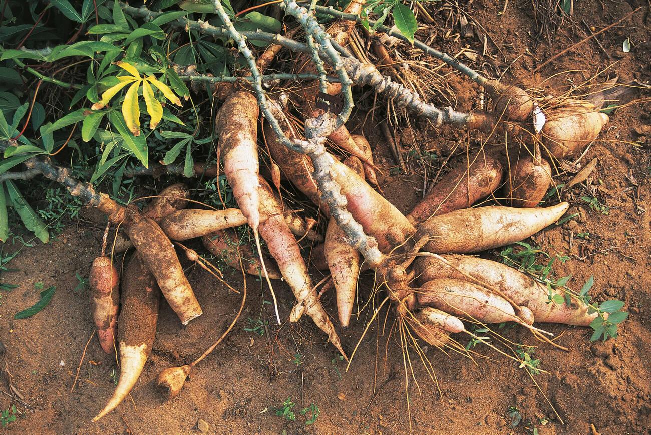 Cassava Tubers Of Ghana