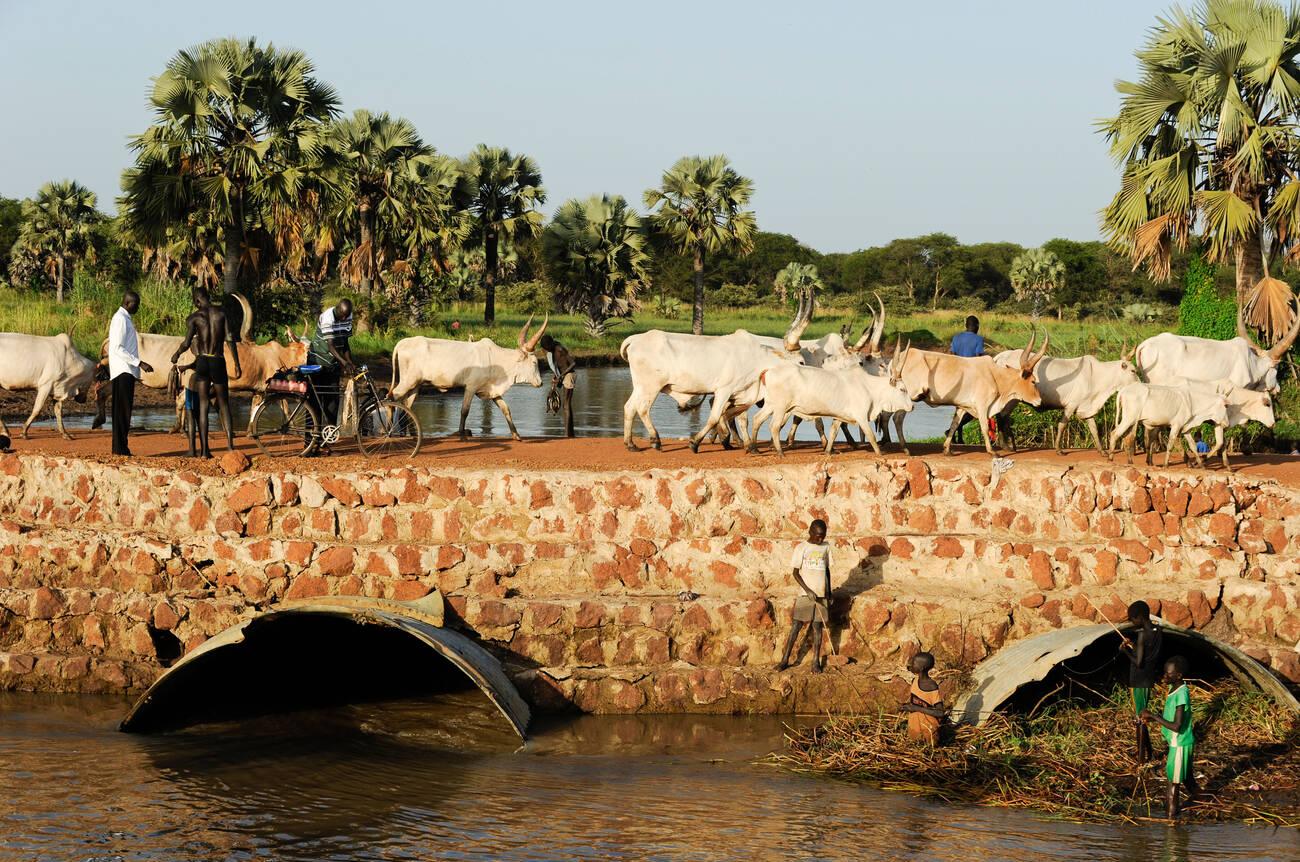 SOUTHERN SUDAN, Bahr al Ghazal region , Lakes State, Dinka tribe with Zebu cows on road from Rumbek to Juba SOUTHERN SUDAN, Bahr al Ghazal region , Lakes State, Dinka tribe with Zebu cows on road from Rumbek to Juba<br />