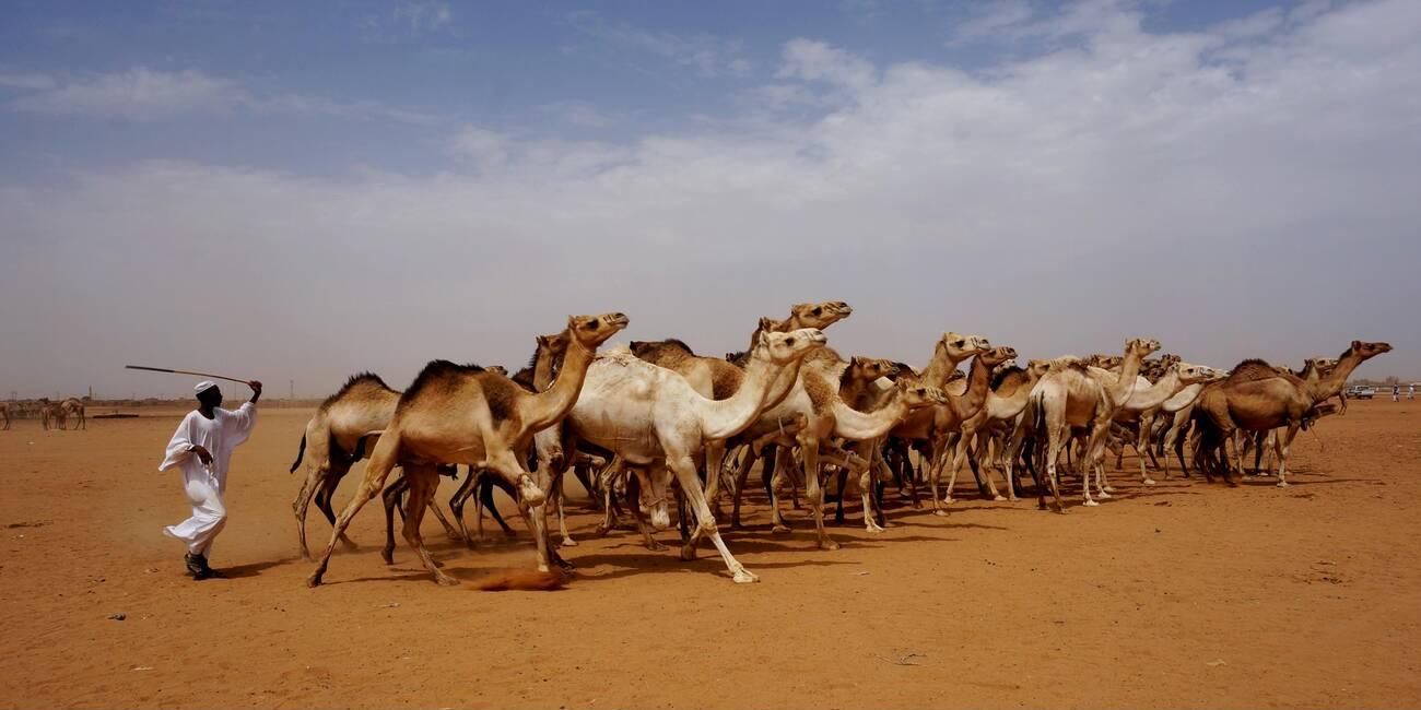 Sudan Khartoum Al Moehli livestock market Sudan Khartoum Al Moehli livestock market