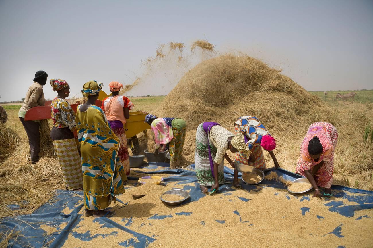 Women work together to thresh and winnow freshly-harvested rice stalks and grains in the Senegal River delta, northern Senegal, West Africa. Women work together to thresh and winnow freshly-harvested rice stalks and grains in the Senegal River delta, northern Senegal, West Africa.