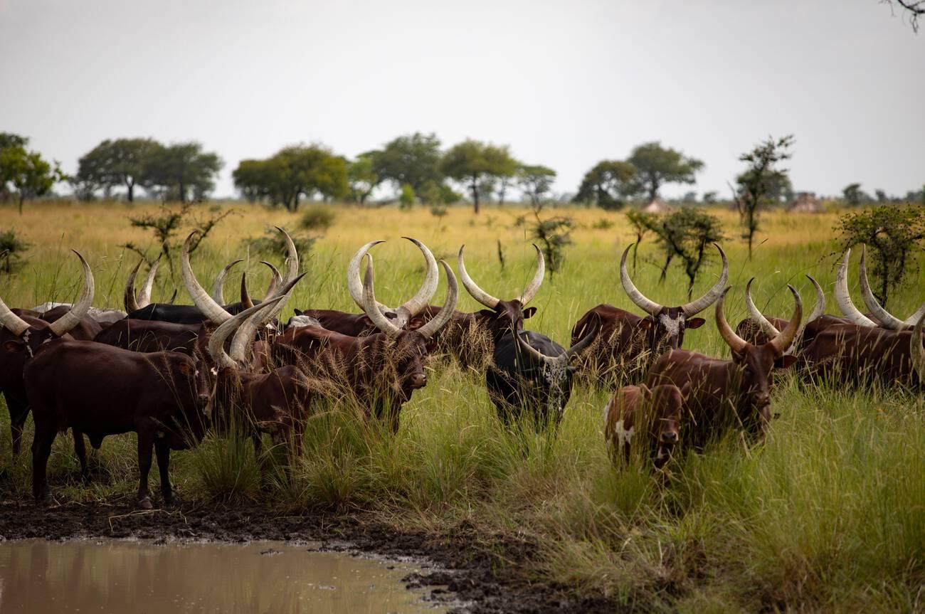 steptodown.com175045 Herd of long-horned Ankole cattle in Uganda, East Africa