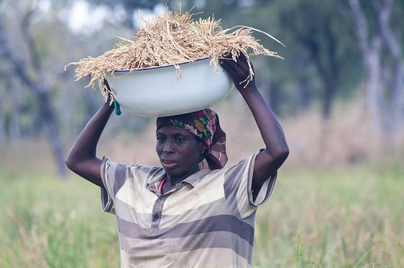 A woman carries rice harvested from her small farm in Wapoli, Saboba District, Ghana. A woman carries rice harvested from her small farm in Wapoli, Saboba District, Ghana.