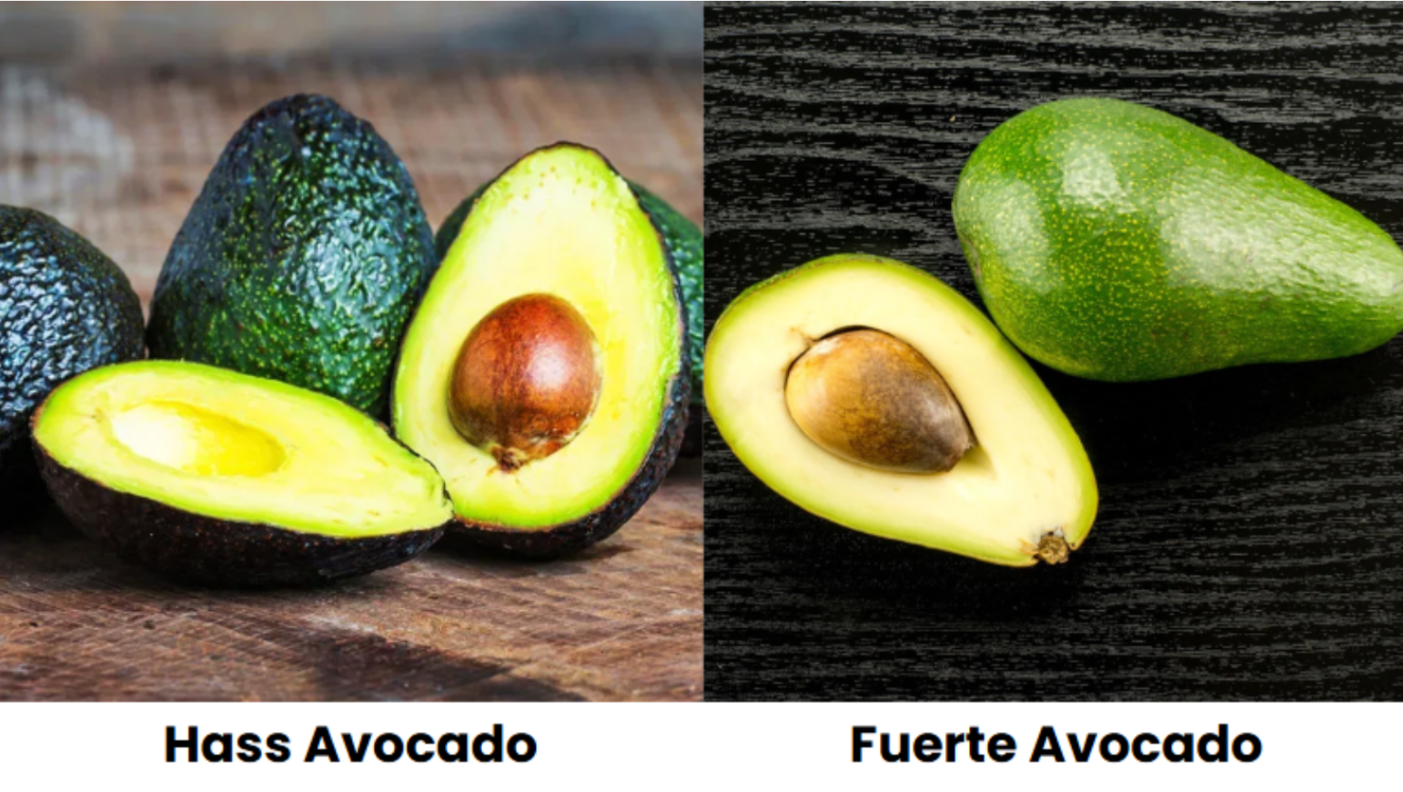 Images of Hass and Fuerte variants of avocado