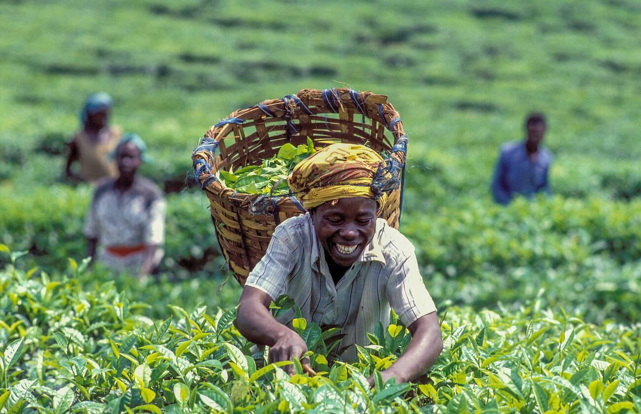 Uganda; People harvesting tea. Uganda; People harvesting tea.