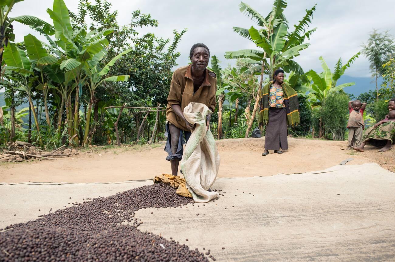 Ugandan barefoot male mixing coffee beans with stick while working on plantation in nature Ugandan barefoot male mixing coffee beans with stick while working on plantation in nature