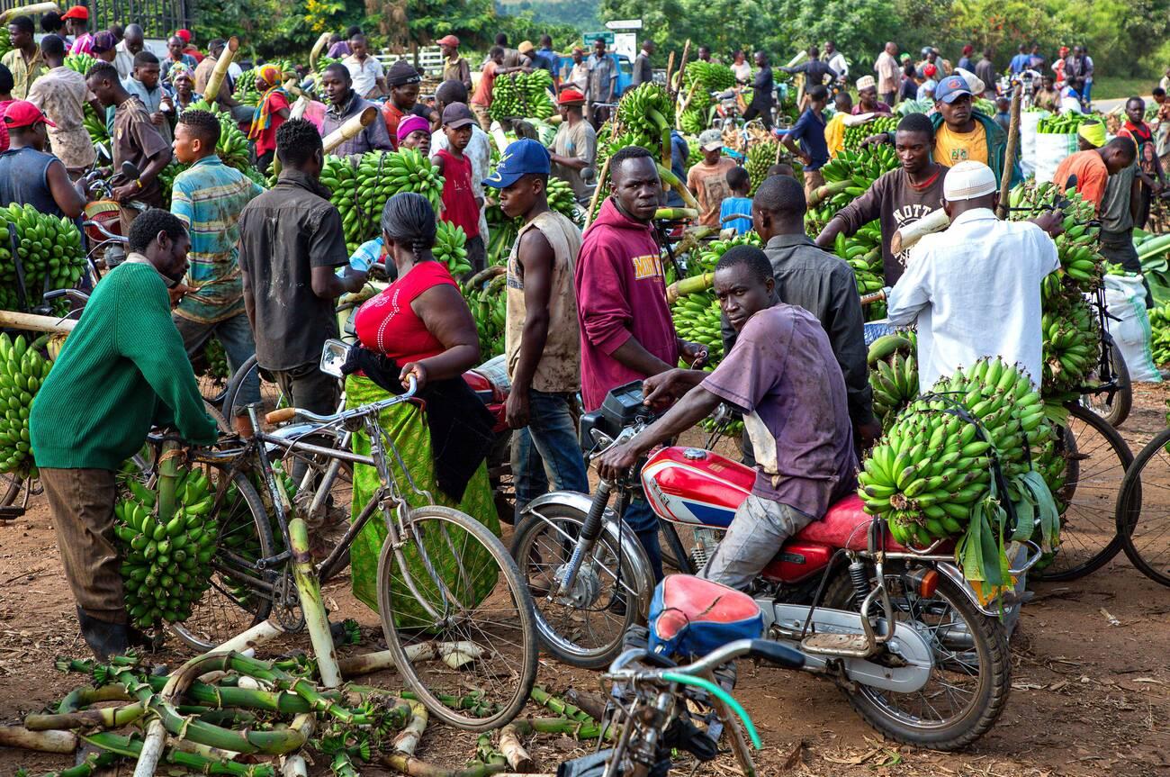 View over the banana market in Kitwa, Uganda View over the banana market in Kitwa, Uganda