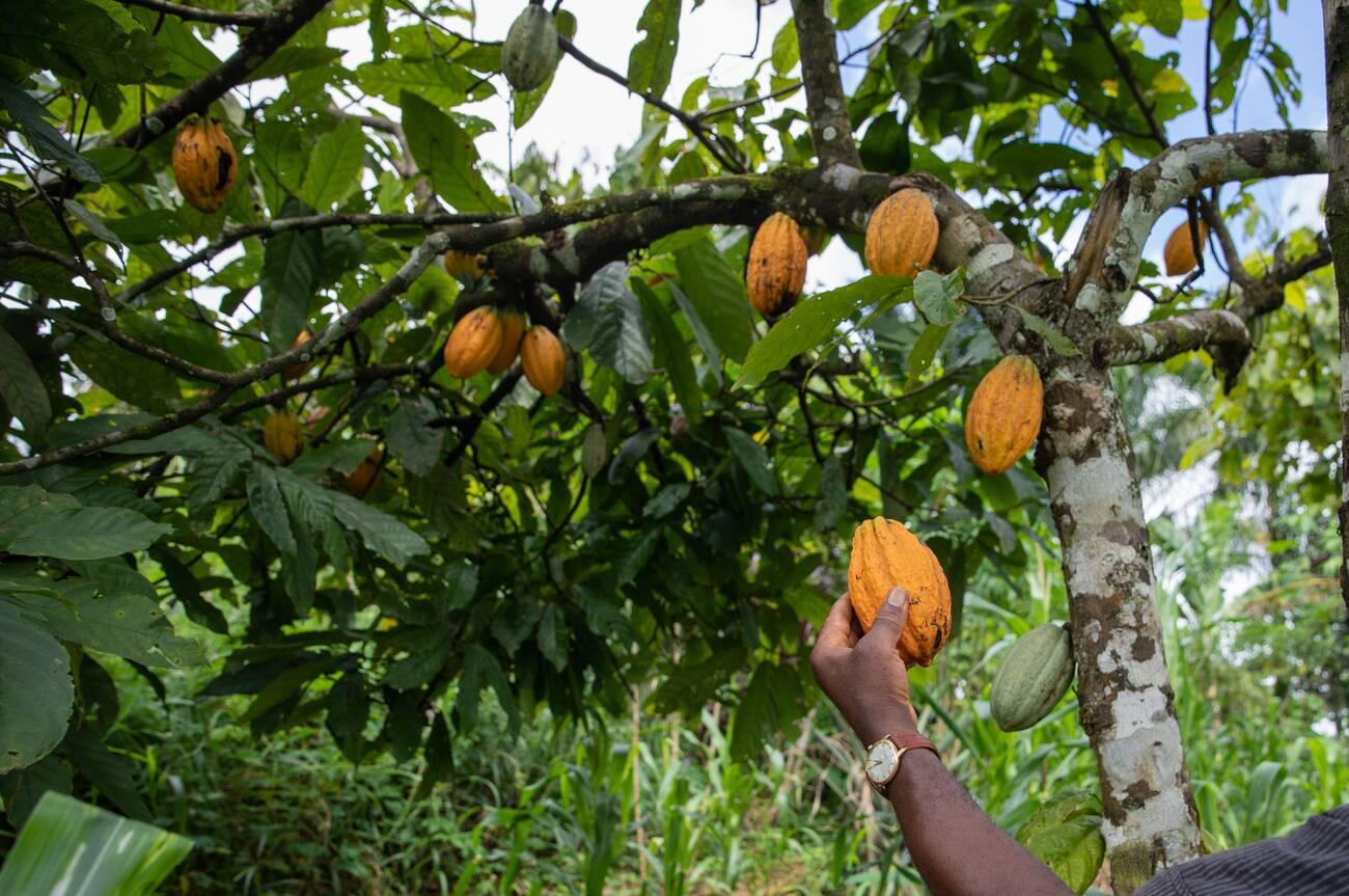 alamy_2F4B1CR Close-up of a yellow cocoa pod held in the hand by an African farmer in his plantation.