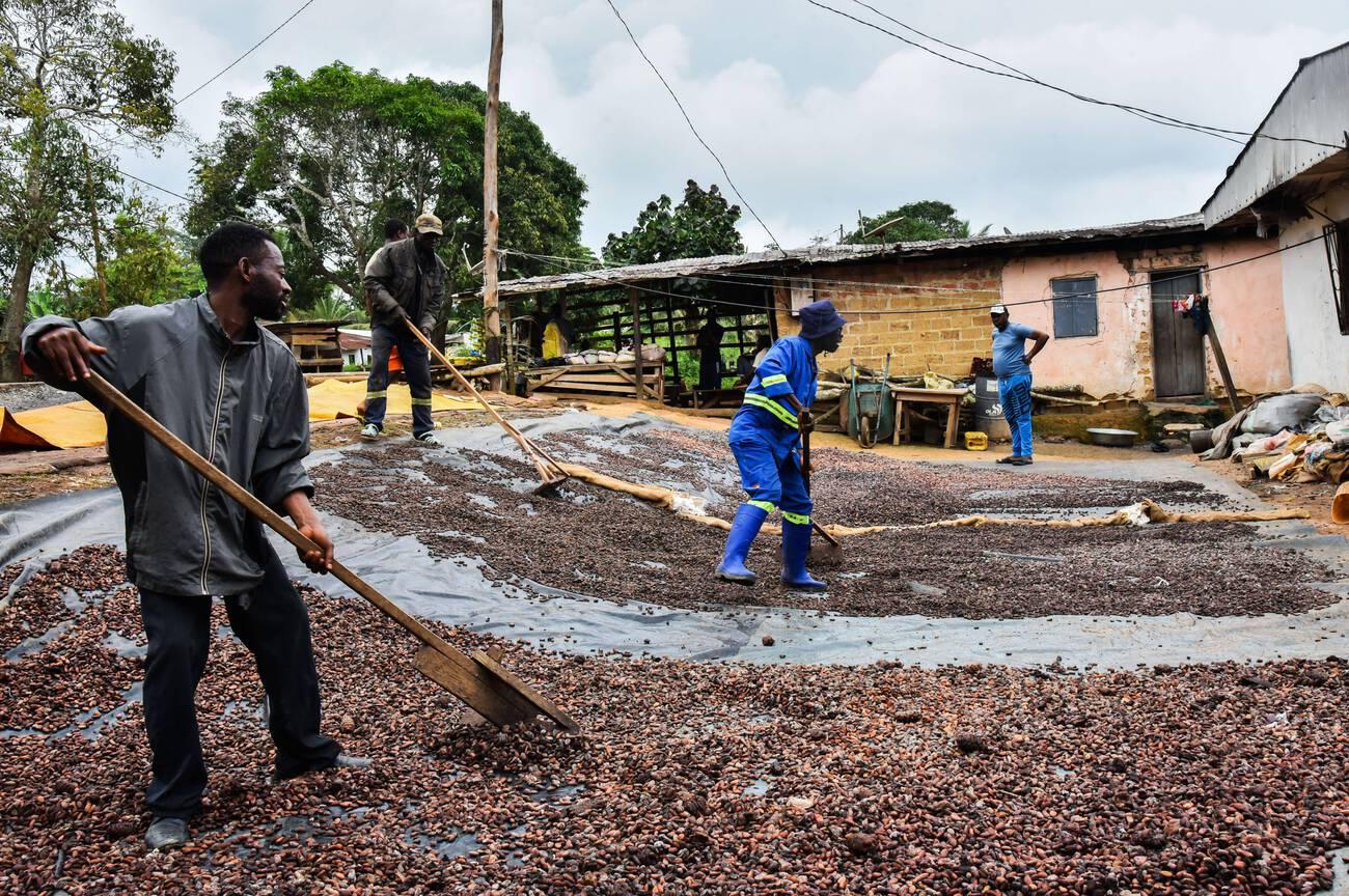 alamy_2RRN76W Farmers dry cocoa beans in a courtyard in Mengong subdivision, Cameroon