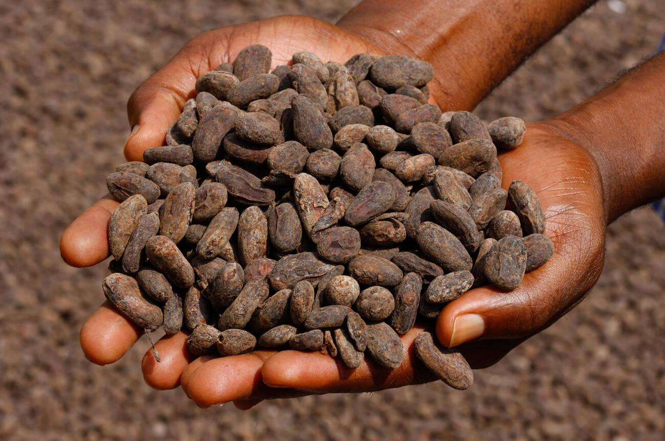 alamy_CR6EAW Hands holding cacao beans, Bamenda, Cameroon, Africa