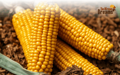 Cameroon’s Agriculture: The Golden Crop, Maize
