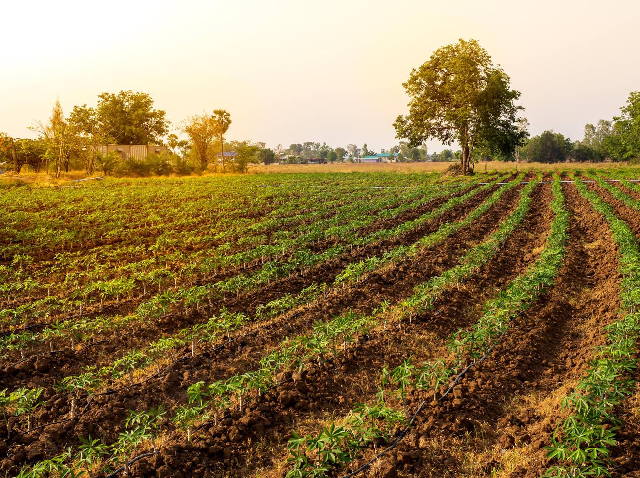 Cassava Farming Cultivation Cassava Farming Cultivation