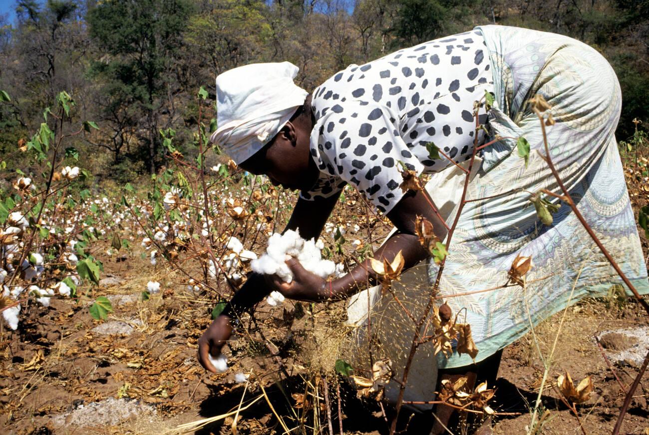 Cotton picking Woman bending over picking cotton