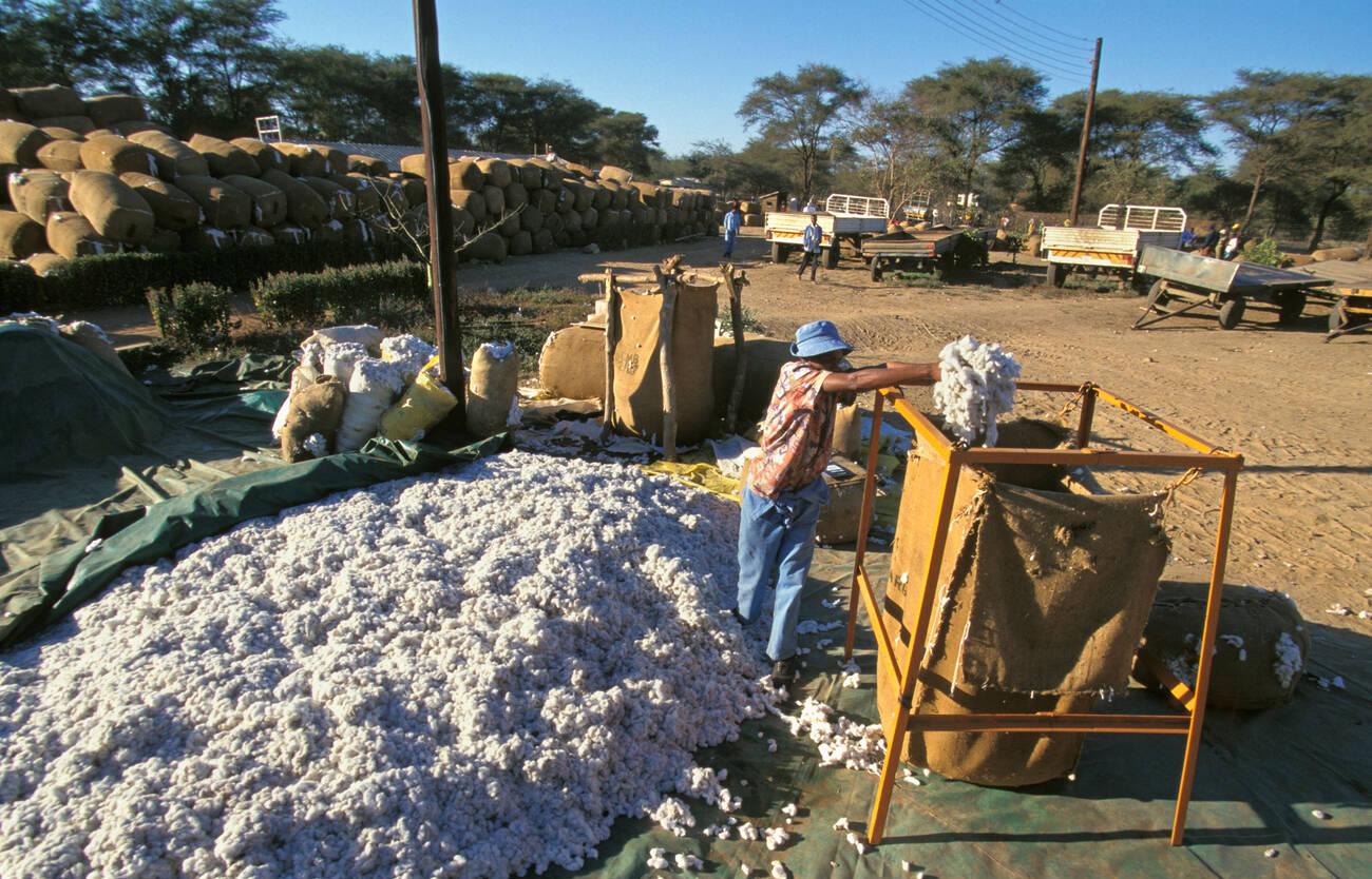 Cotton People at cotton market