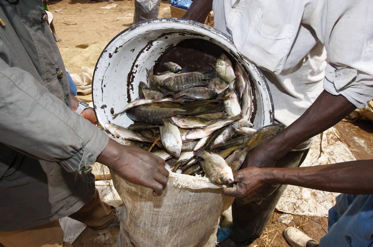 Fish catch being packed into bag at Lagdo Lake, northern Cameroon, Africa African fisherman is setting up the fishing net