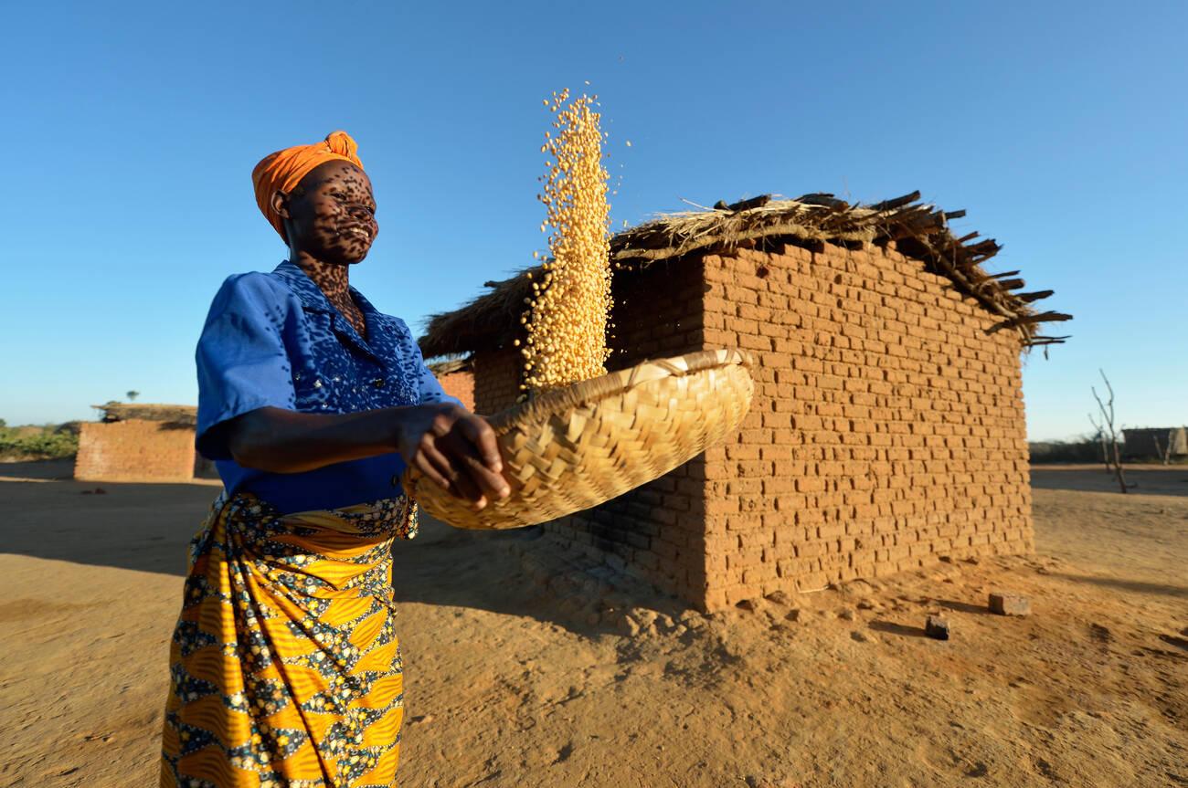 Frances Mtonga winnows corn in Chibamu Jere, Malawi. Frances Mtonga winnows corn in Chibamu Jere, Malawi.