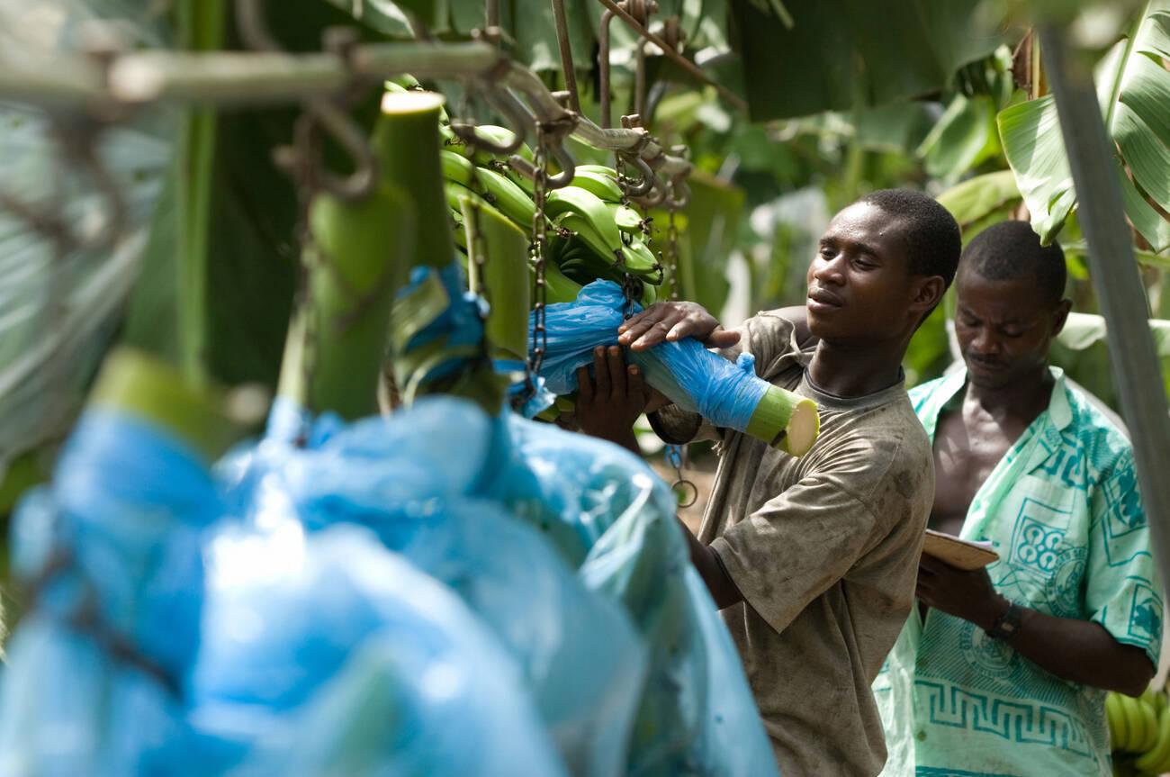 Ghana banana Man hooking a bunch of bananas on rail on plantation in Ghana West Africa