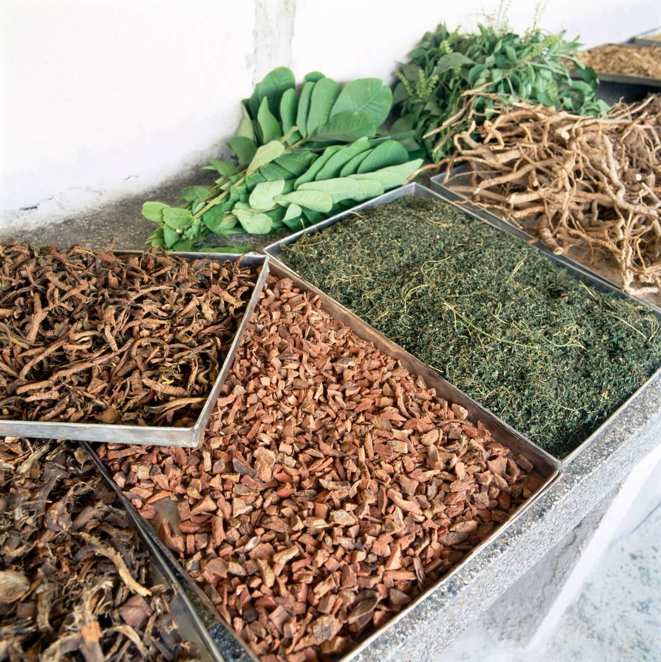 Herbs used in both cooking and traditional African medicine. Herbs used in both cooking and traditional African medicine.