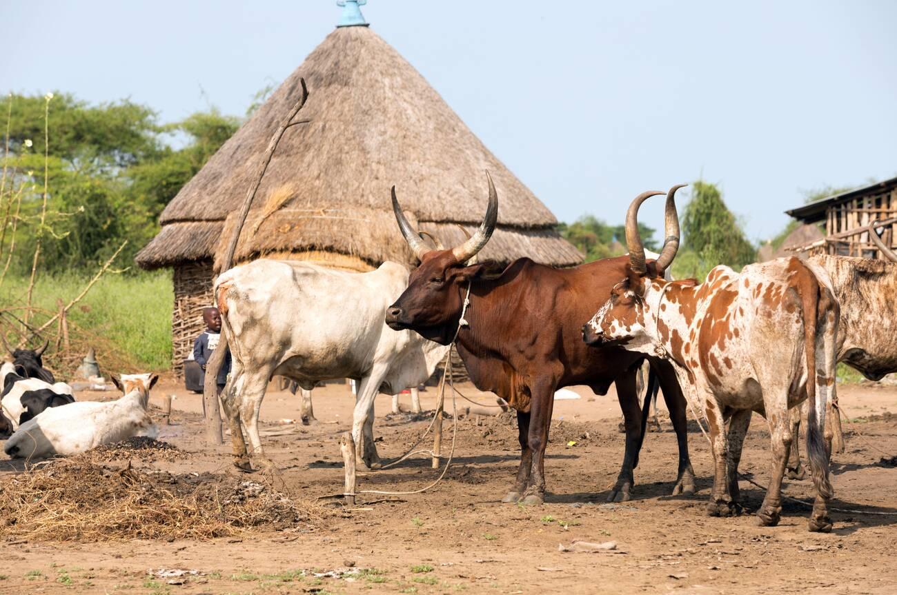 In a traditional village a herd of cattle stands between In a traditional village a herd of cattle stands between