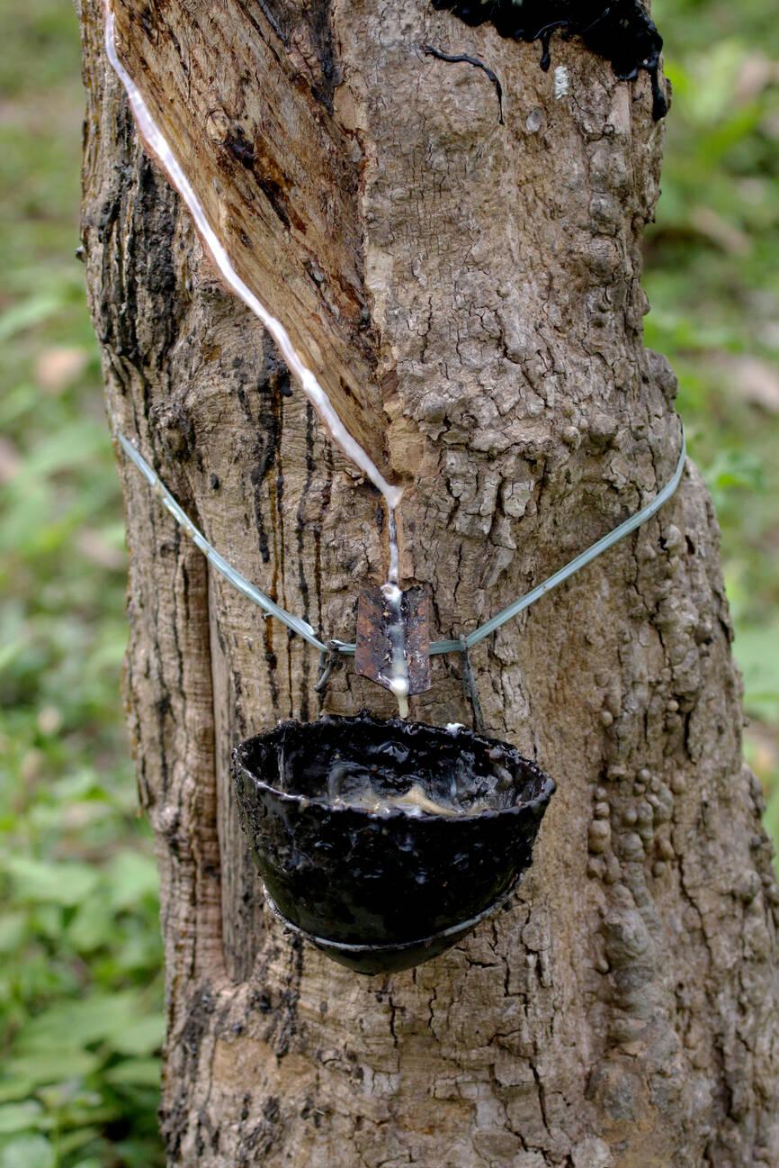 Latex or Liquid Rubber Collection Latex or Liquid Rubber Collection