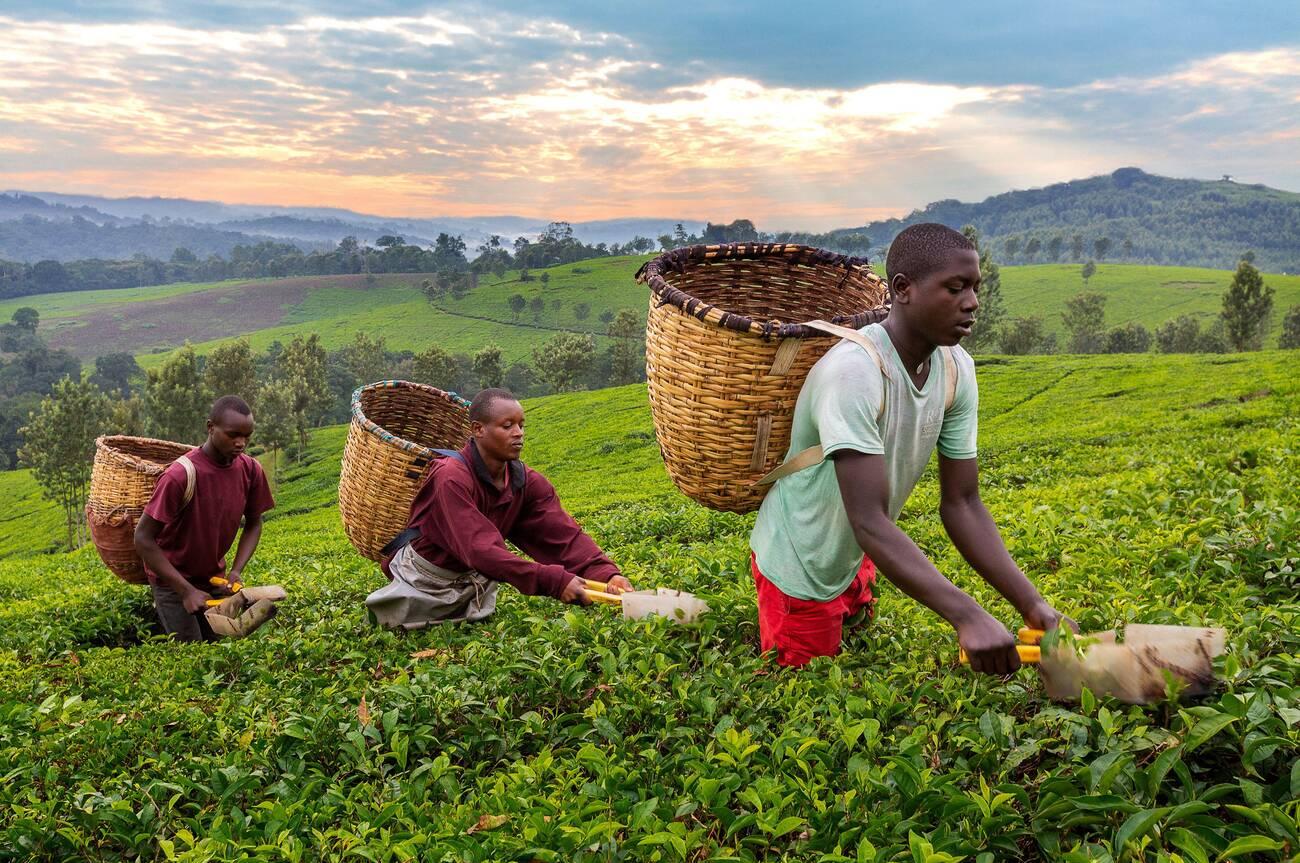 Local men pick tea leaves in Kibale, Uganda Local men pick tea leaves in Kibale, Uganda